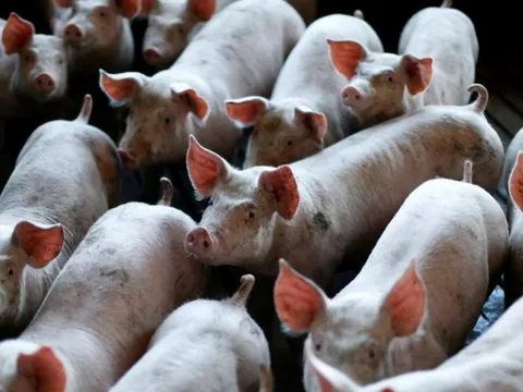 Buồn của nền kinh tế lớn nhất châu Á: Ồ ạt xây chung cư lợn nhưng dư cung khiến doanh nghiệp thua lỗ, giá thịt giảm sốc chỉ còn 1/3