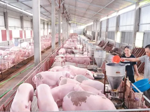 Giá lợn hơi liệu có 'sốt' dịp Tết Nguyên đán?