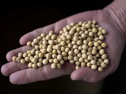 Trung Quốc khôi phục nhập khẩu đậu tương Mỹ