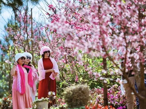 Ngắm hoa anh đào nở nhuộm hồng Măng Đen