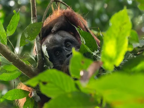 "Người rừng": Loài vật sở hữu IQ sánh ngang trí tuệ nhân loại, hiện chỉ còn vài nghìn cá thể