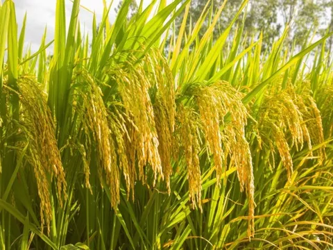 Một giống lúa Việt "cấy một vụ, ăn cả năm", năng suất "khủng"