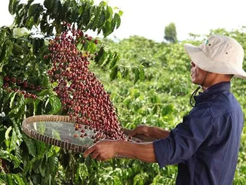 NESCAFÉ Plan 2030- Tăng cường áp dụng nông nghiệp tái sinh, giảm phát thải khí nhà kính